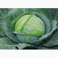 Зображення для оголошення Куплю Капусту 1-го