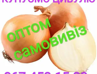 Зображення для оголошення Куплю цибулю (лук) оптом