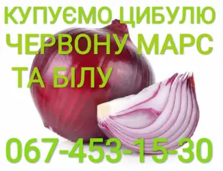 Зображення для оголошення Куплю цибулю червону (Марс)