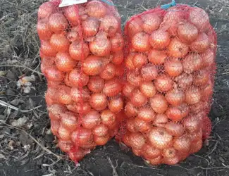 Зображення для оголошення Продаж цибулі оптом