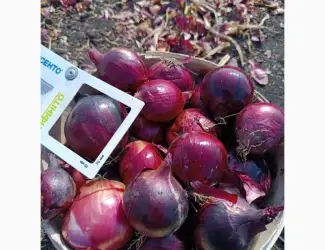 Зображення для оголошення Продаю лук синий