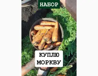 Зображення для оголошення Куплю моркву ОПТ Україна Борщ Набор