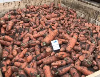 Зображення для оголошення Продам оптом товарну моркву 2 сорт
