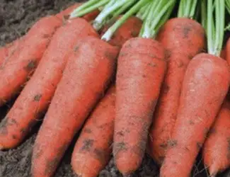 Зображення для оголошення Продам моркву оптом