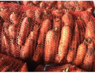 Зображення для оголошення Продаж моркви товарної оптом