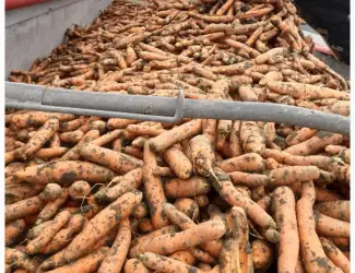 Зображення для оголошення Продам морковь