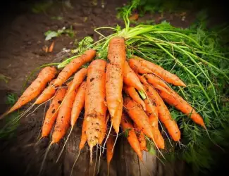 Зображення для оголошення Куплю Морковь на переработку
