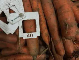 Зображення для оголошення Продаж моркви з Польщі гуртом в БІГ-БЕГ/мішках