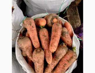 Зображення для оголошення Продаём морковь "Каскад"