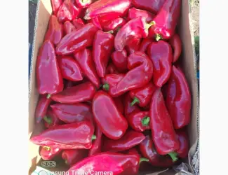 Зображення для оголошення Продам свіжий солодкий перець Полет
