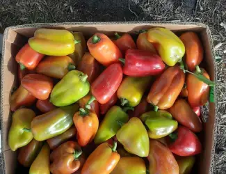 Зображення для оголошення Продам Перець Політ солодкий ( не підмерзлий) 3т соковийтий та свіжий