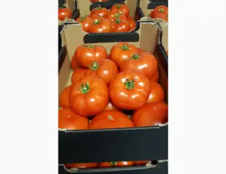 Зображення для оголошення Продам помідори