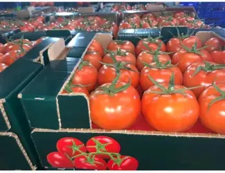 Зображення для оголошення Прямые оптовые продажи Помидора из Турции