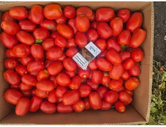 Зображення для оголошення Продам помидор