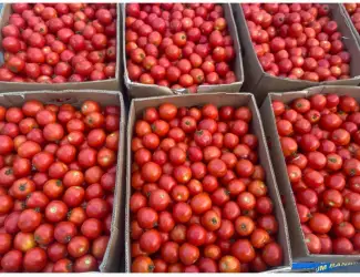 Зображення для оголошення Продам полевой помидор