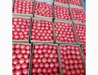 Зображення для оголошення Продам помидор розовый красный