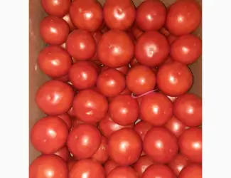 Зображення для оголошення Продам розовый помидор