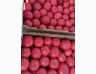 Зображення для оголошення Продам розовый помидор опт