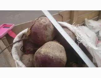 Зображення для оголошення Продаж буряків оптом
