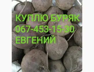 Зображення для оголошення Куплю Буряк красный столовый ( Буряк) съедобный