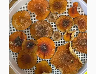 Зображення для оголошення Мухомор