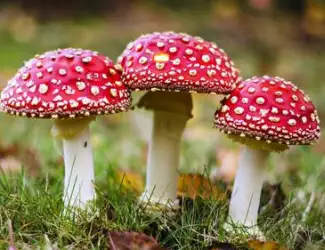 Зображення для оголошення Продам мухомор червоний