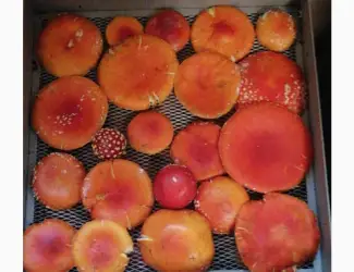 Зображення для оголошення Мухомор красный (Amanita Muscaria)