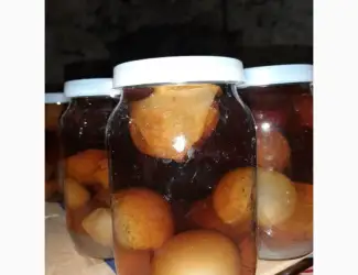 Зображення для оголошення Продам гриб Веселка(Панна)