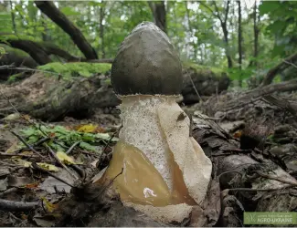 Зображення для оголошення Мицелий веселки живой зерновой