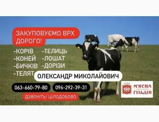 Зображення для оголошення Житомирський мʼясокомбінат закуповує худобу коні телята ДОРОГО