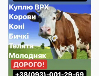 Зображення для оголошення Заготівля ВРХ та Коней по всій Київській та Житомирській областях! Дзвоніть ЦІЛОДОБОВО