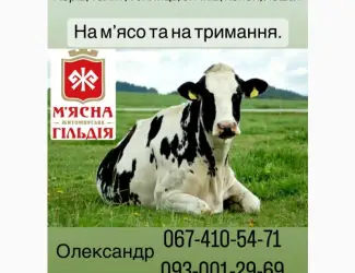 Зображення для оголошення Закуповуємо ВРХ