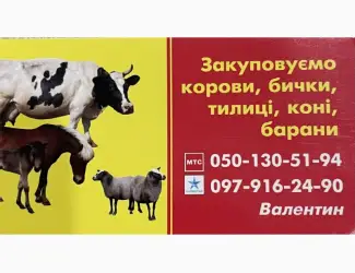 Зображення для оголошення Закуповуємо ВРХ. Корови. Бички. Телиці. Коні