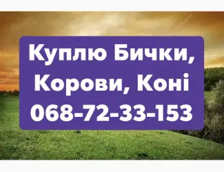 Зображення для оголошення Заготівля Худоби (Тиврів, Жмеринка, Літин, Хмільник