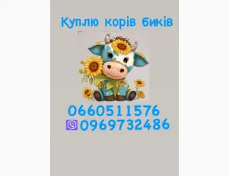 Зображення для оголошення Куплю корів куплю биків