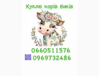 Зображення для оголошення Куплю бичків коней поросят баранів корів