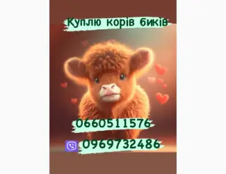 Зображення для оголошення Куплю коней жеребців та кобил корів бичків