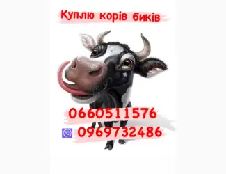 Зображення для оголошення Куплю корів телят толок дорого