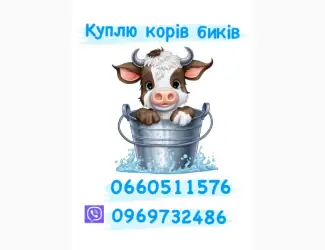 Зображення для оголошення Куплю телят телиць биків корів коней