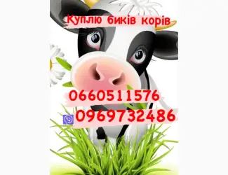Зображення для оголошення Куплю коней лошаків кобил та гавядину