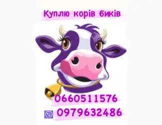 Зображення для оголошення Закупка корів та биків любої породи