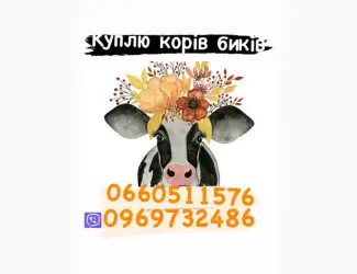 Зображення для оголошення Куплю бичків баранів