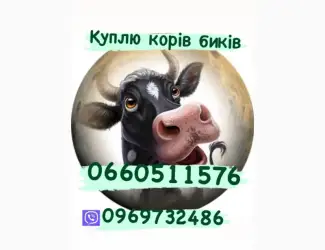 Зображення для оголошення Купимо свиней свиноматок биків корів
