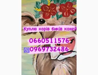 Зображення для оголошення Куплю на м’ясо биків любої вагової категорії
