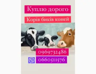 Зображення для оголошення Биків корів коней куплю