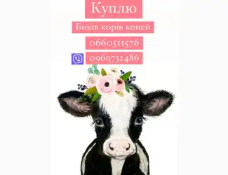 Зображення для оголошення Купим корів биків у населення
