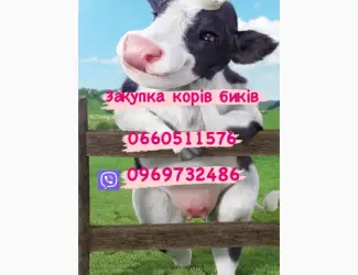 Зображення для оголошення Куплю корів та биків любої ваги