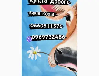 Зображення для оголошення Куплю на м’ясо яловичину ( коров биків телят)