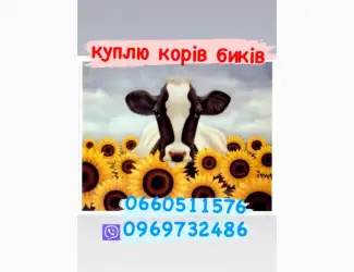 Зображення для оголошення Куплю биків телят молодняк коров