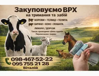 Зображення для оголошення Куплю ВРХ (КОРОВЫ
